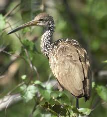 Attēlu rezultāti vaicājumam “Gruiformes”