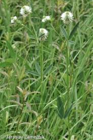 Attēlu rezultāti vaicājumam “Trifolium montanum”