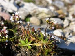 Attēlu rezultāti vaicājumam “Erophila verna flower”