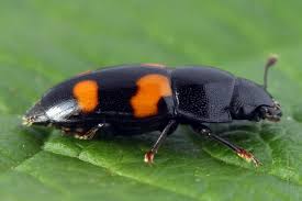 Attēlu rezultāti vaicājumam “Glischrochilus grandis”