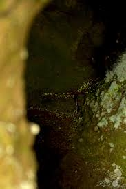 Attēlu rezultāti vaicājumam “Schistostega pennata”