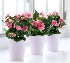 Image result for Бегония Элатиор 12х22 4601887072423