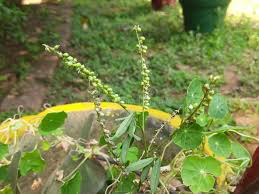 Attēlu rezultāti vaicājumam “Melilotus albus fruit”