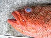 Image result for Epinephelus guttatus