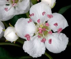 Attēlu rezultāti vaicājumam “Crataegus monogyna”