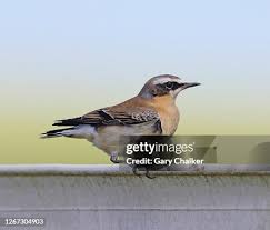 Attēlu rezultāti vaicājumam “Oenanthe oenanthe juvenile”
