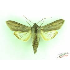 Attēlu rezultāti vaicājumam “Autographa pulchrina”