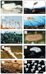 Attēlu rezultāti vaicājumam “Collaria arcyrionema stalked”