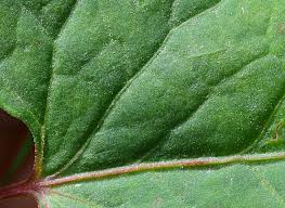 Attēlu rezultāti vaicājumam “Fallopia dumetorum leaf”