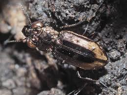 Attēlu rezultāti vaicājumam “Notiophilus biguttatus”