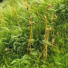 Attēlu rezultāti vaicājumam “Dicranum scoparium”