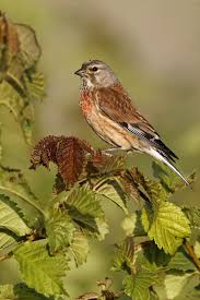 Attēlu rezultāti vaicājumam “Carduelis cannabina”