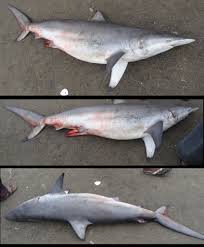 Image result for Carcharhinus brevipinna