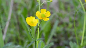 Attēlu rezultāti vaicājumam “Potentilla arenaria bud”