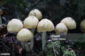 Attēlu rezultāti vaicājumam “Psathyrella pygmaea”