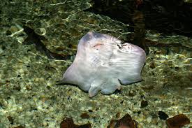 Image result for Raja clavata