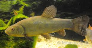 Image result for Tinca tinca