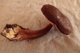 Attēlu rezultāti vaicājumam “Pistillaria sp.”