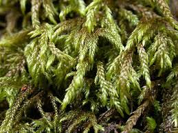 Attēlu rezultāti vaicājumam “Isothecium alopecuroides sporophyte”