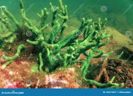 Attēlu rezultāti vaicājumam “Spongilla lacustris”