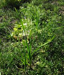Attēlu rezultāti vaicājumam “Juncaginaceae”
