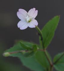 Attēlu rezultāti vaicājumam “Epilobium montanum flower”