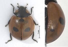 Attēlu rezultāti vaicājumam “Coccinella quinquepunctata”