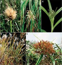 Attēlu rezultāti vaicājumam “Cyperaceae”