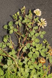 Attēlu rezultāti vaicājumam “Trifolium repens fruit”