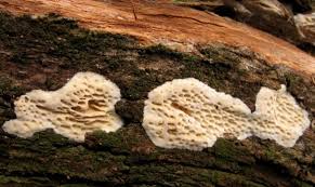 Attēlu rezultāti vaicājumam “Antrodia albida”