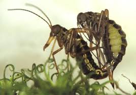 Attēlu rezultāti vaicājumam “Plagiothecium latebricola macro”