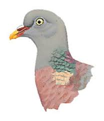 Attēlu rezultāti vaicājumam “Columba palumbus”