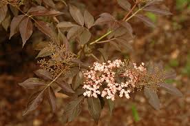 Attēlu rezultāti vaicājumam “Sambucus nigra flower”
