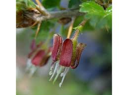Attēlu rezultāti vaicājumam “Ribes uva-crispa flower”