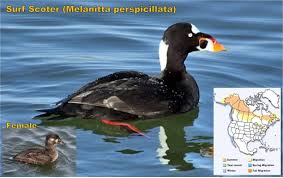 Image result for Melanitta perspicillata