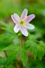 Attēlu rezultāti vaicājumam “Anemone nemorosa flower”