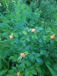 Attēlu rezultāti vaicājumam “Rosa villosa fruit”