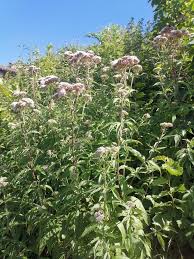 Image result for Eupatorium cannabinum