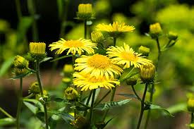 Attēlu rezultāti vaicājumam “Inula britannica”