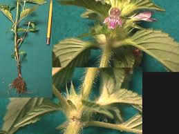 Attēlu rezultāti vaicājumam “Galeopsis tetrahit”