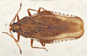 Attēlu rezultāti vaicājumam “Physatocheila smreczynskii”