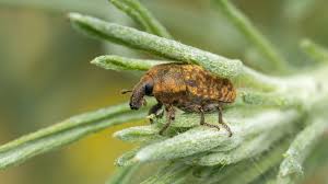 Attēlu rezultāti vaicājumam “Larinus sp.”