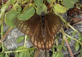 Attēlu rezultāti vaicājumam “Oeneis jutta”