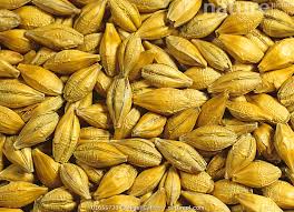 Attēlu rezultāti vaicājumam “Hordeum vulgare”