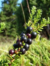 Attēlu rezultāti vaicājumam “Empetrum nigrum fruit”