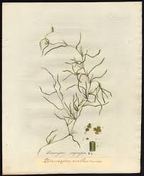 Attēlu rezultāti vaicājumam “Potamogeton compressus”