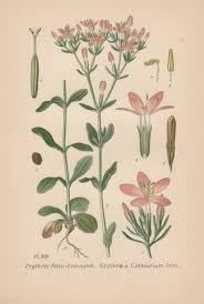 Attēlu rezultāti vaicājumam “Centaurium erythraea”