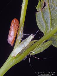 Attēlu rezultāti vaicājumam “Oncopsis sp.”