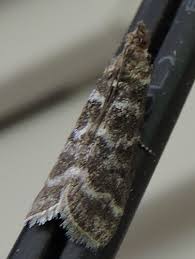 Attēlu rezultāti vaicājumam “Ortholepis betulae”