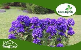 Attēlu rezultāti vaicājumam “Campanula glomerata fruit”